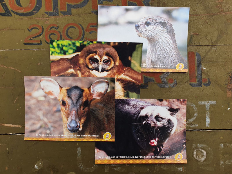 Een set van 4 kaarten met dieren uit ons park. Leuk om naar iemand te versturen of om zelf in te lijsten.