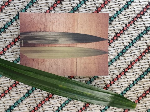 Pandan